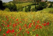 Chianti and San Gimignano Grand Tour
